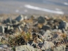 Blümchen auf dem kargen Boden des Plateaus