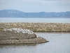 Die Vogellagune vor dem Campingplatz Longyearbyen.