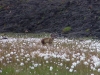 Ein neugieriger Polarfuchs.