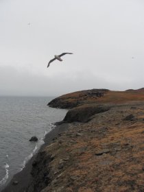 Einige Vögel trotzen am Grønsteinfjellet dem näherrückenden Winter.