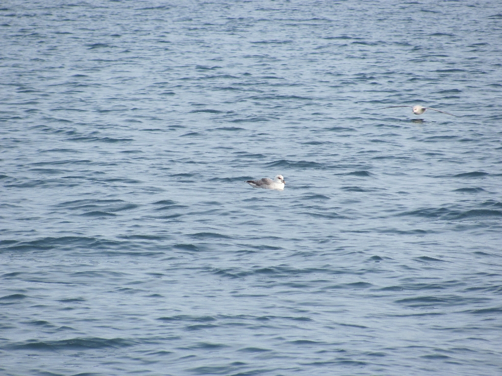 Ein Eissturmvogel schwimmt auf dem eiskalten Fjord