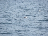 Ein Eissturmvogel schwimmt auf dem eiskalten Fjord