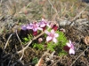 Putziges Blümchen