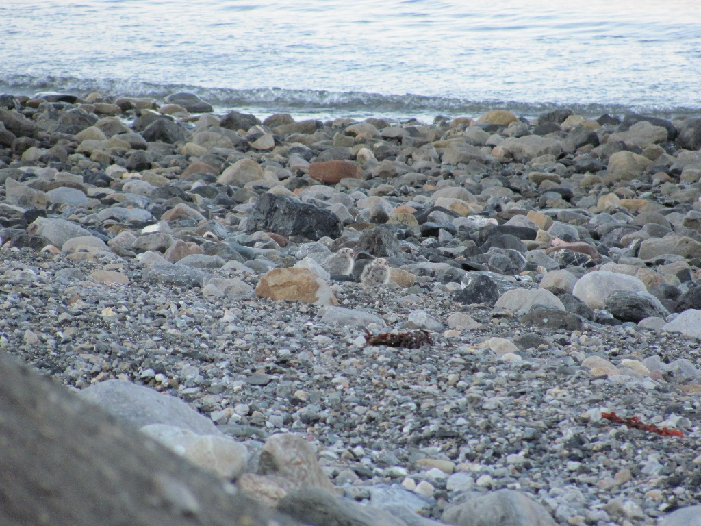 Suchbild: Wer findet die Tiere?