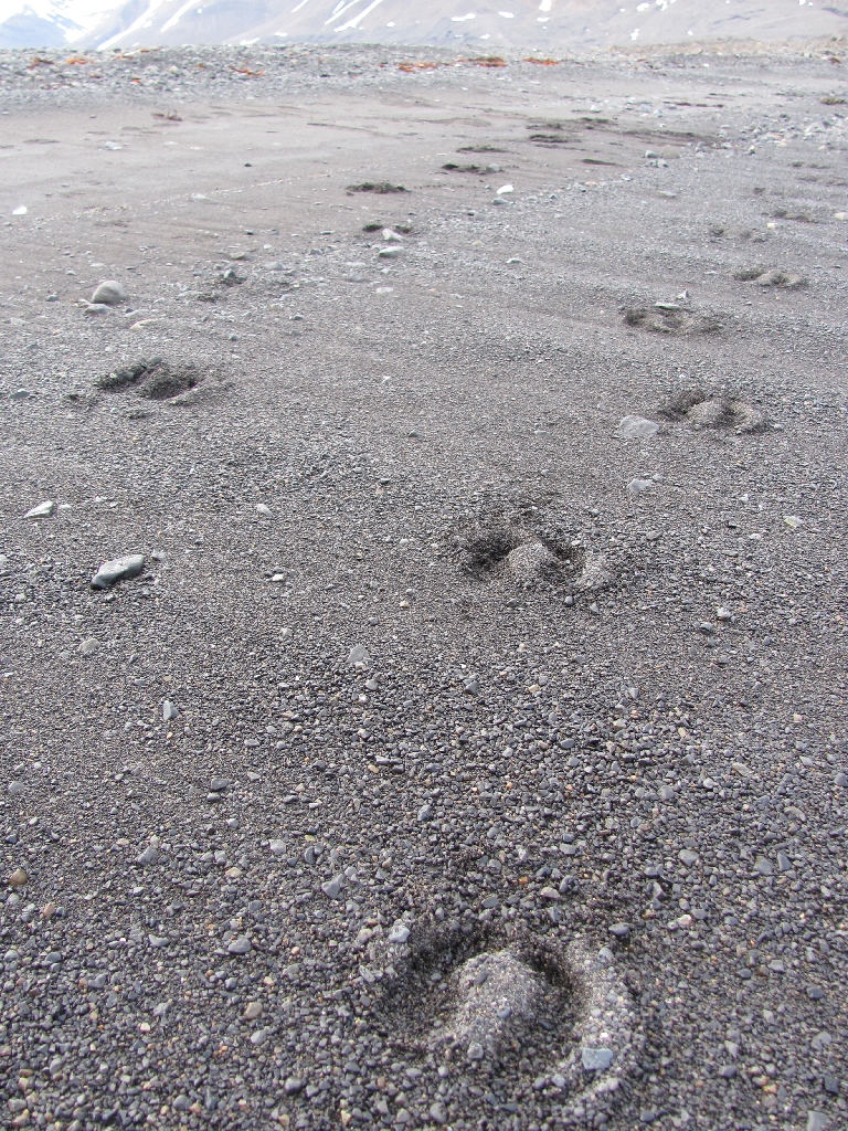 Rentierspuren am Strand