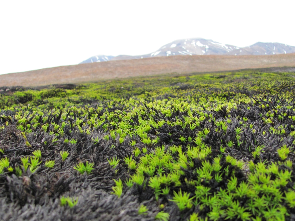 Farbenfrohe Tundra