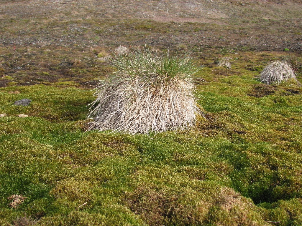 Grashügel in der Tundra