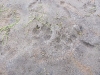 Spuren eines Polarfuchses