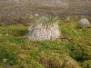 Grashügel in der Tundra