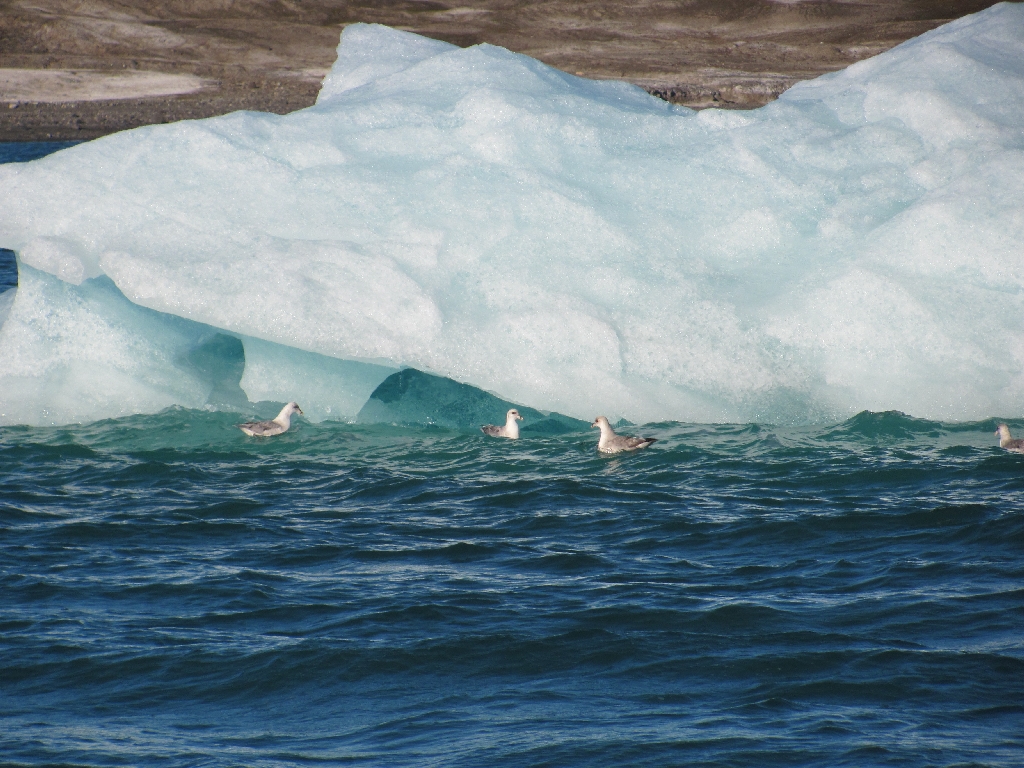 Die Vögel tummeln sich in der Nähe der Eisschollen