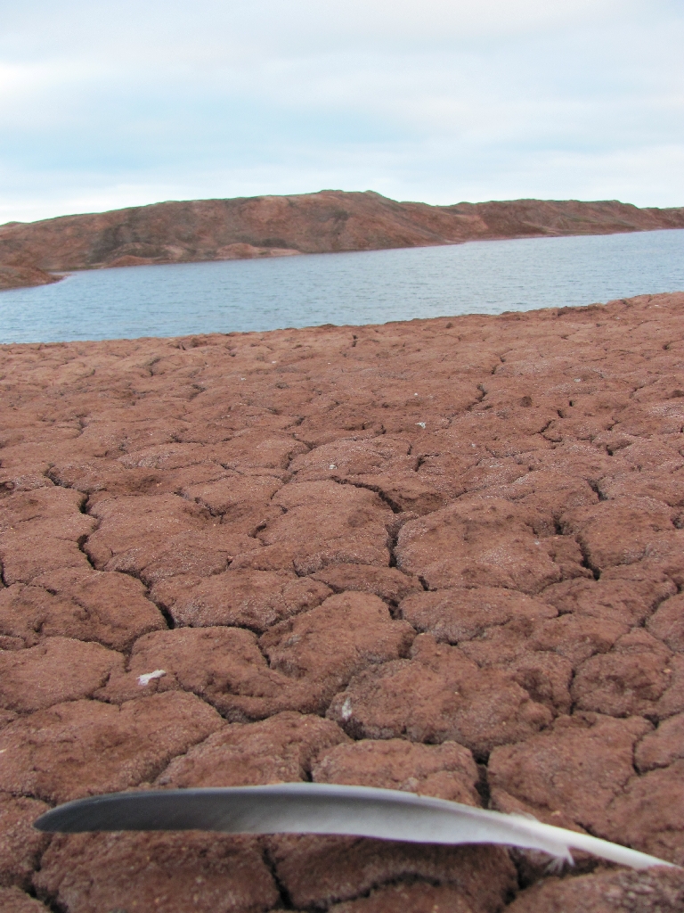 Spitzbergens Marslandschaft mit Feder im Vordergrund