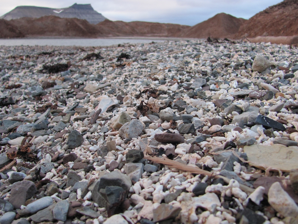 Korallensplitter am Strand
