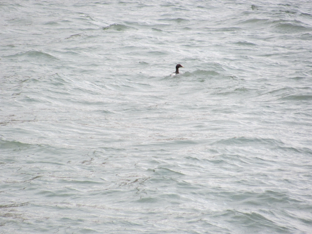 Ein Vogel ergreift die Flucht vor dem Segelboot