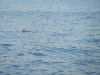 Kurz vor dem Longyearfjord taucht eine Robbe auf