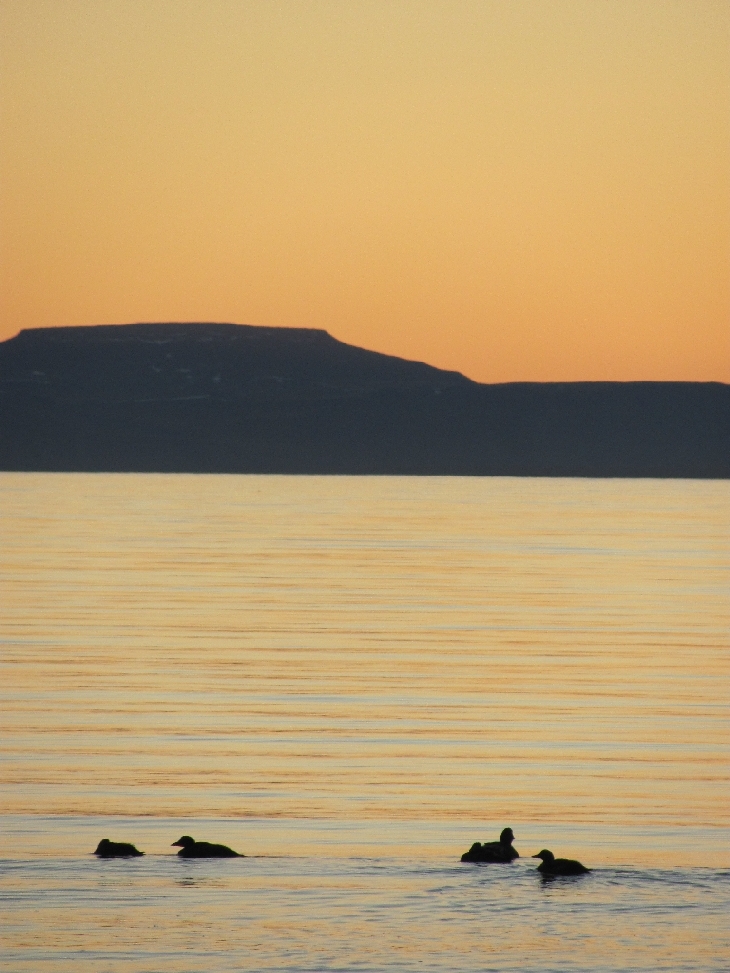 Eine Gruppe Enten schwimmt ohne Mitternachtssonne in der Nacht auf dem Isfjord